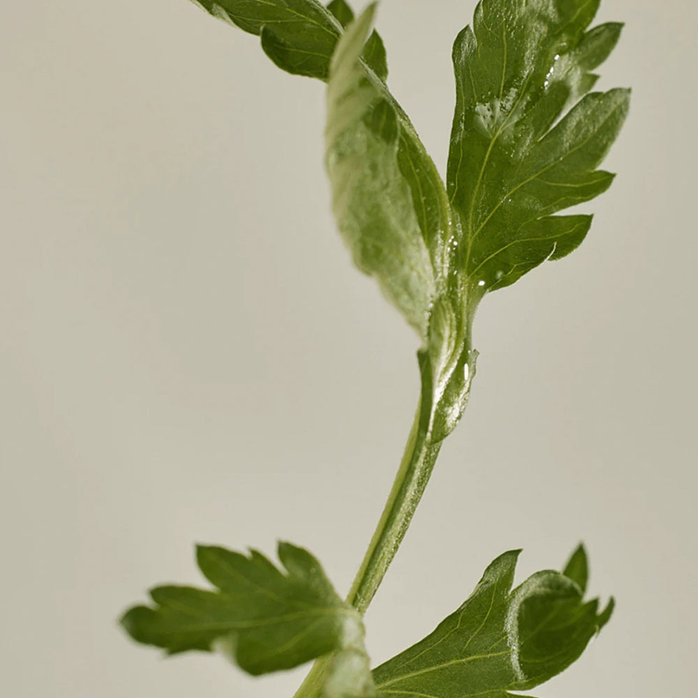 Matte Sun Stick : Mugwort+Camelia (SPF 50+ PA++++)